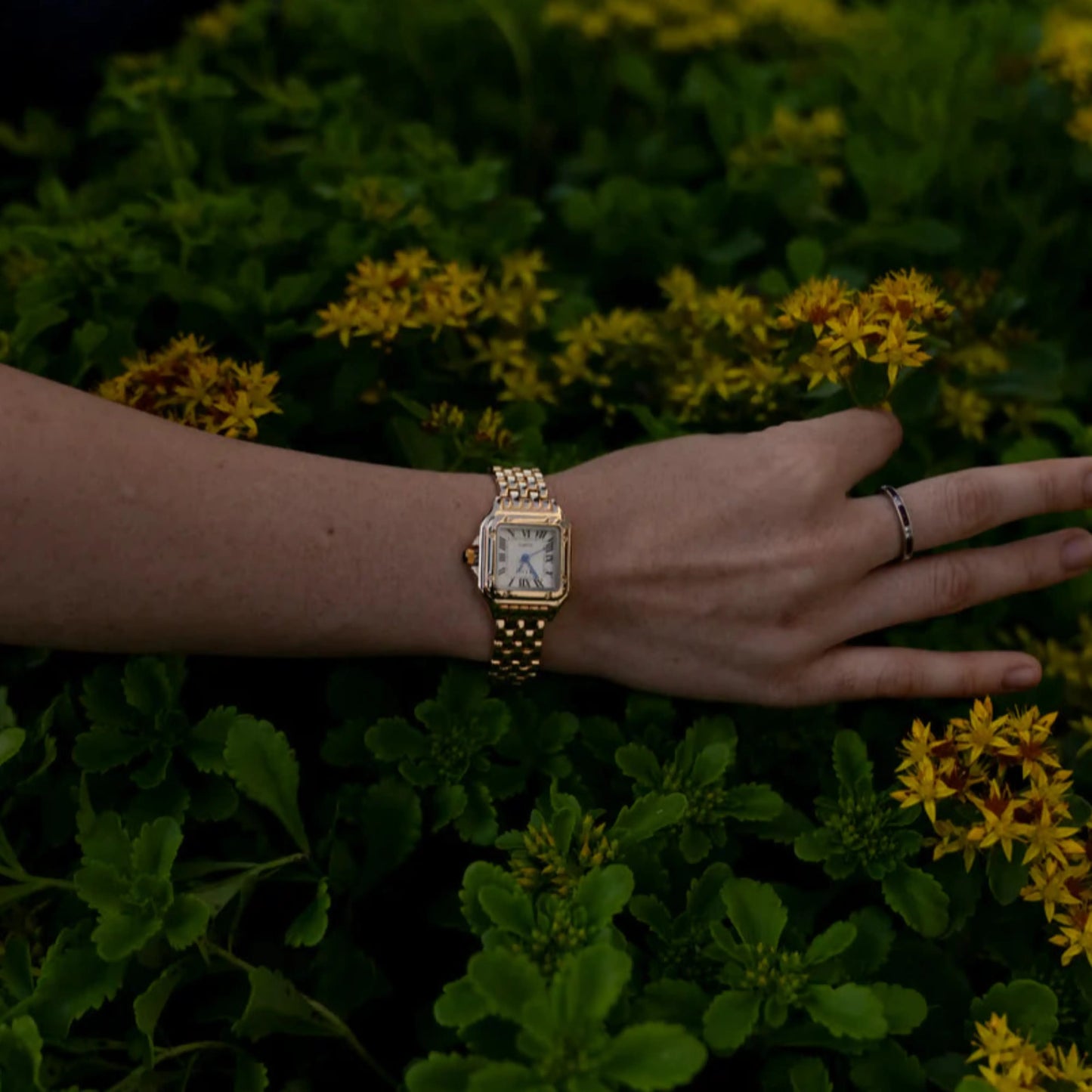 Givaani Aureum